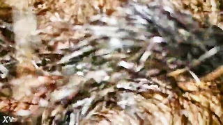 Hairy Thai Pussy Closeup - nude porn video